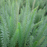 Hippuris vulgaris | Mare’s‑tail | Oxygenating Marginal Plant